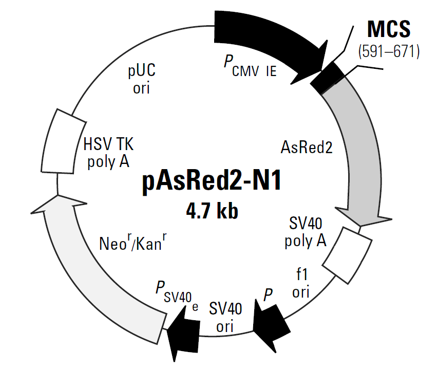 pAsRed2-N1载体图谱